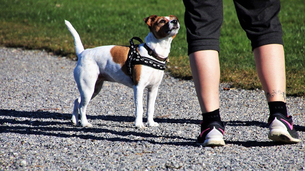 Za spacer z psem możesz zapłacić 500 zł mandatu!  - Zdjęcie główne