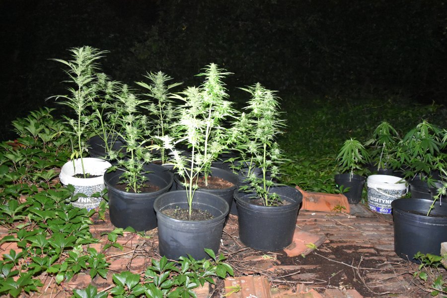Mundurowi zlikwidowali dwie plantacje konopi indyjskiej - Zdjęcie główne