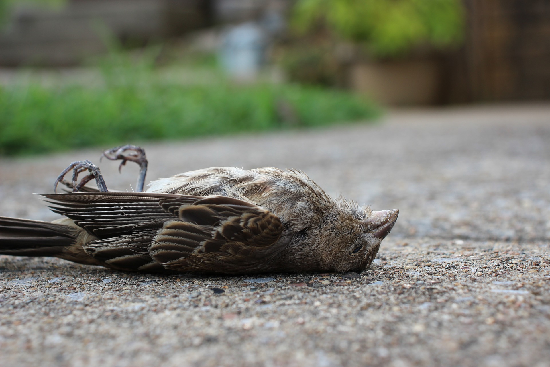 Służby weterynaryjne apelują: Informujcie o przypadkach padnięć dzikich ptaków! - Zdjęcie główne