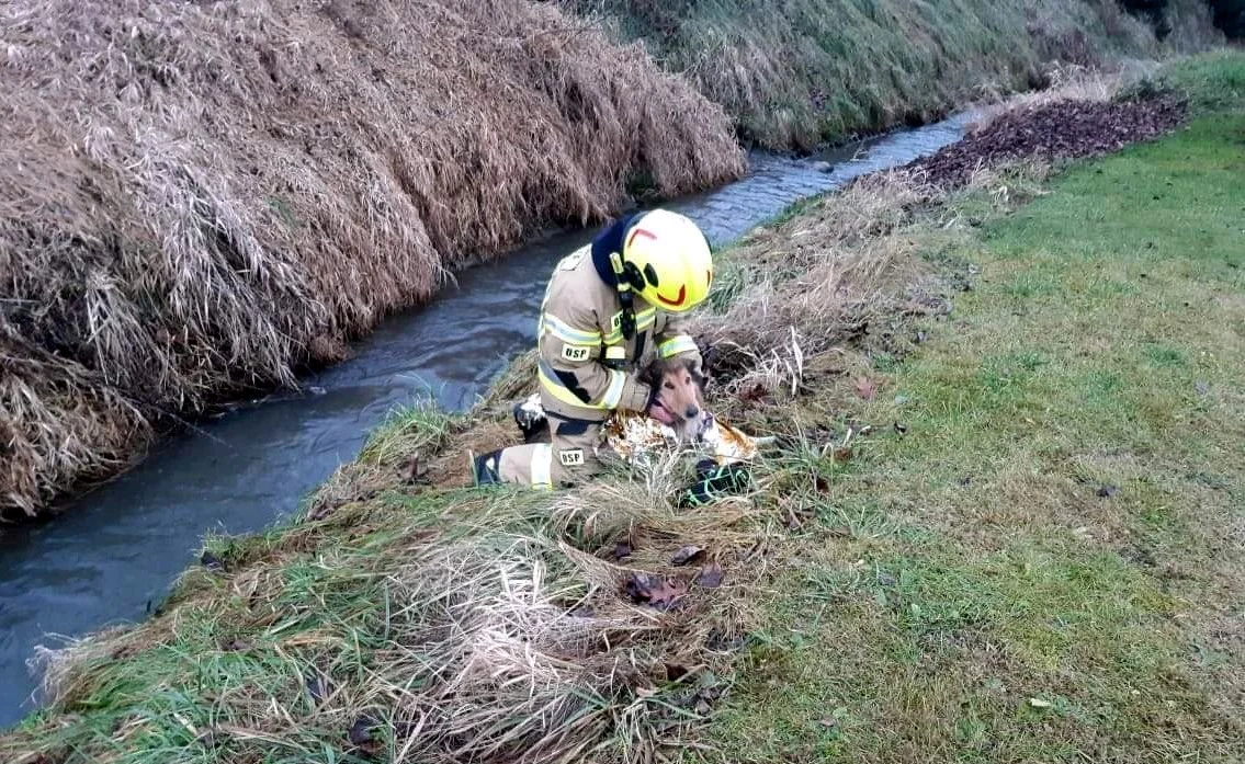 Piesek tonął w rzece! Uratowali go strażacy [ZDJĘCIA] - Zdjęcie główne