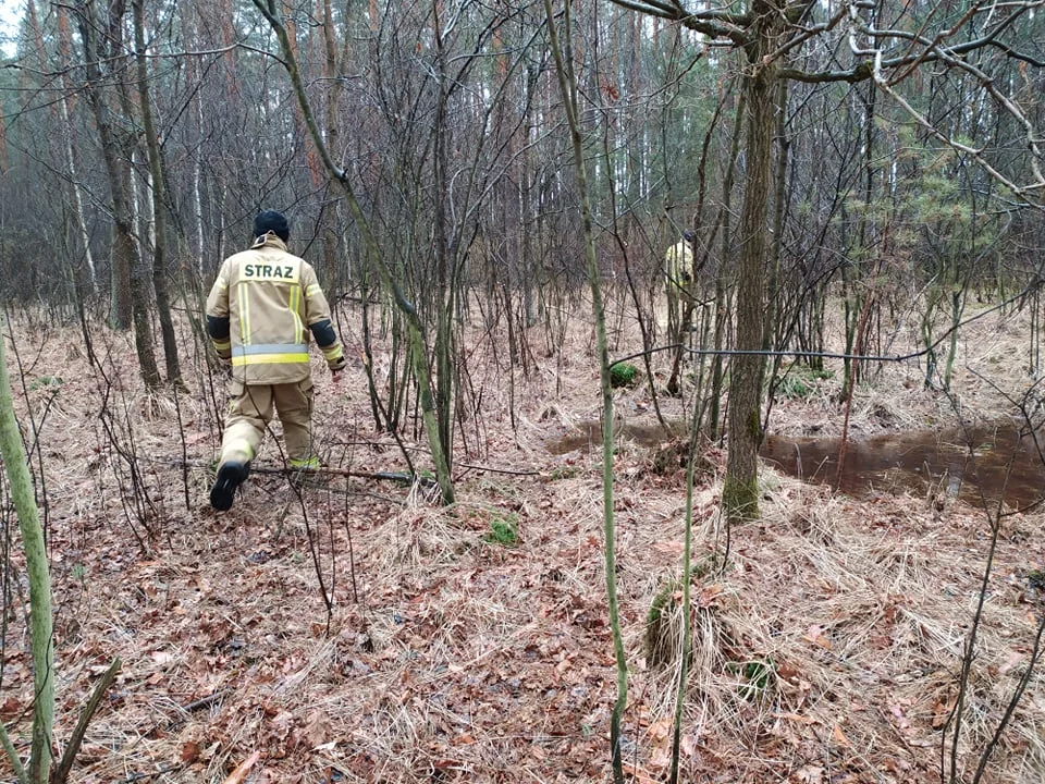 Ludzkie zwłoki znalezione w lesie w Widełce! [AKTUALIZACJA] - Zdjęcie główne