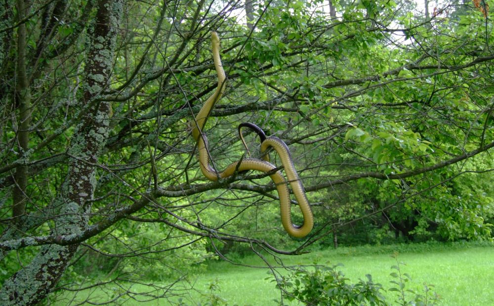 Piękne dwumetrowe węże w Bieszczadach. Leśnicy apelują! [FOTO] - Zdjęcie główne