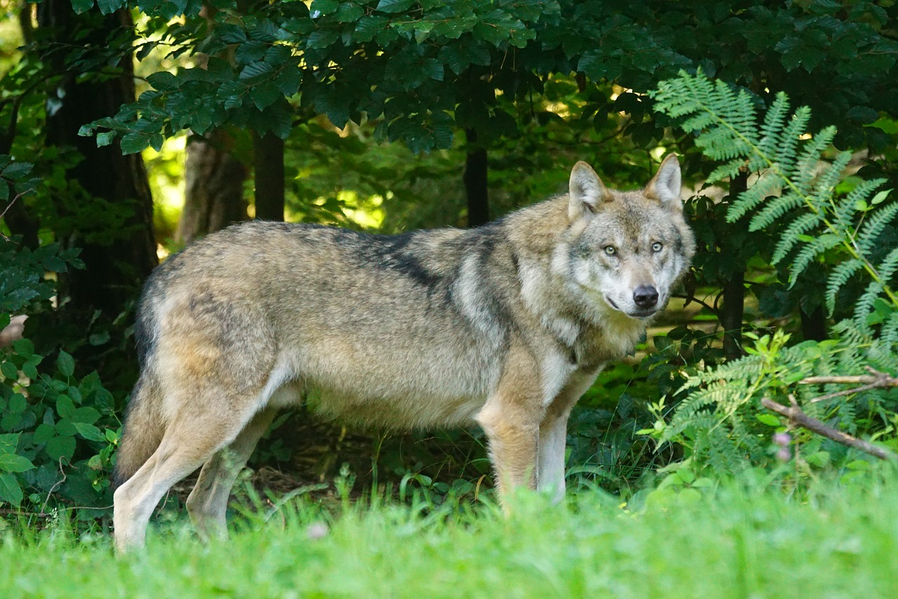 Odstrzał wilków pod Brzozowem: „Chodziło też o ochronę czystości gatunku” – przekonuje GDOŚ - Zdjęcie główne