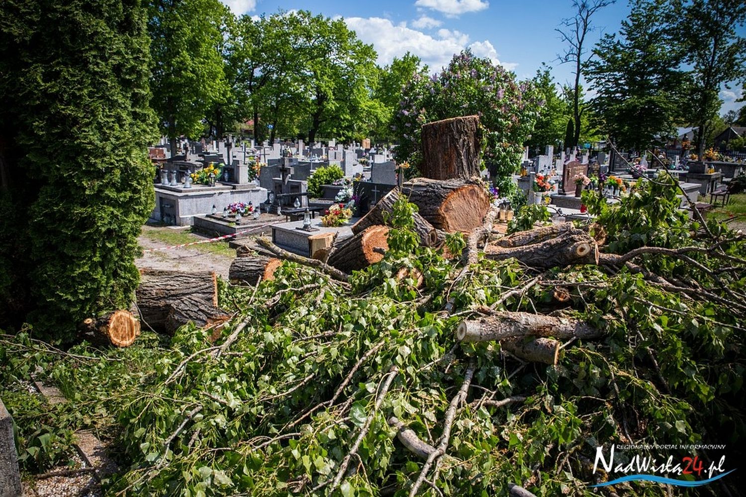 Nie będzie wycinki drzew na cmentarzu - Zdjęcie główne