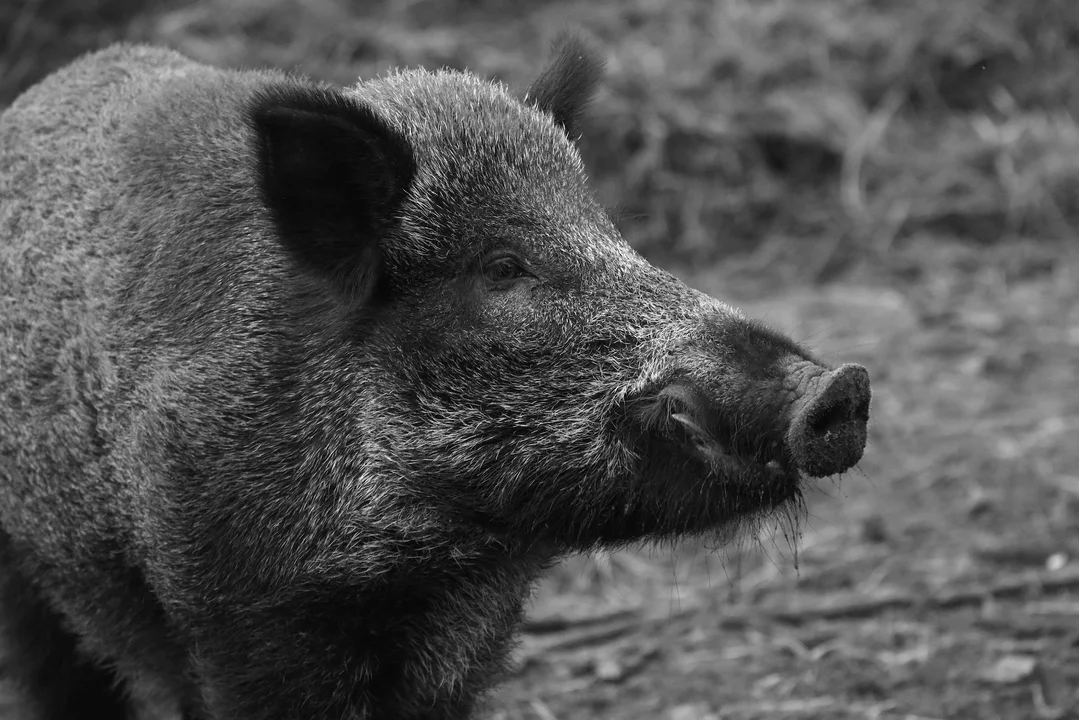 Tarnobrzeg: Dzik wbiegł pod koła samochodu! - Zdjęcie główne