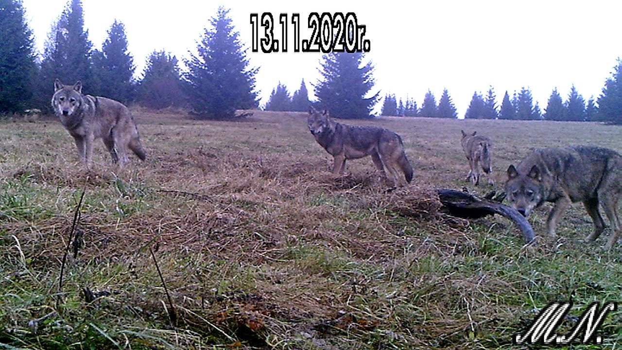 Jest zgoda na odstrzał wilków! Podczas wizji terenowej leśnicy spotkali się z agresywną watahą! - Zdjęcie główne