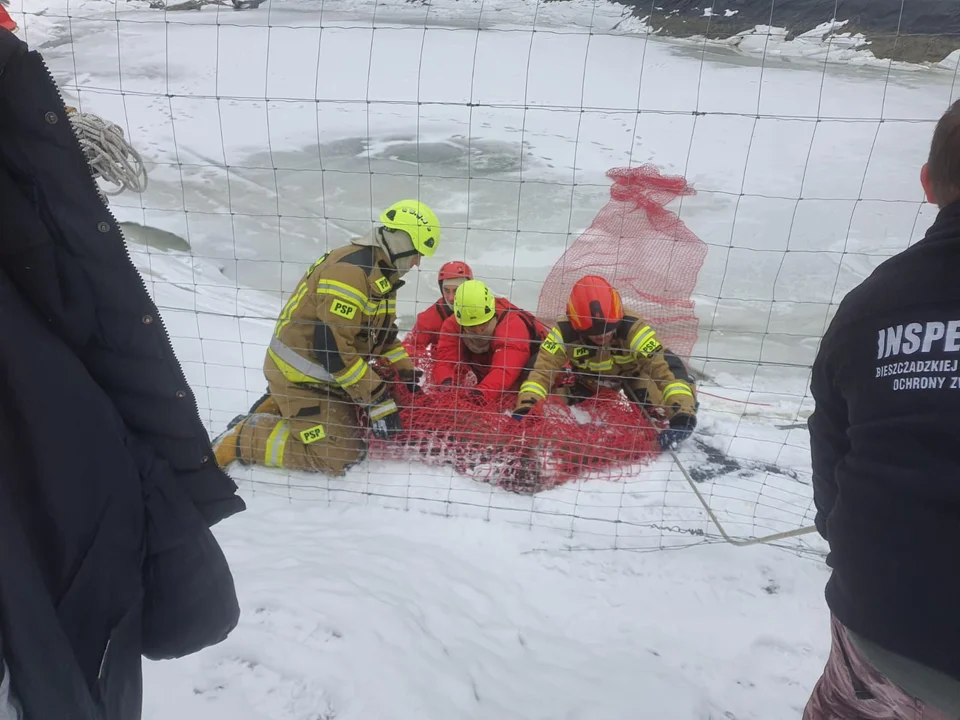 Sarny uwięzione na zbiorniku wodnym przy wyciągu narciarskim Laworta SKI w Ustrzykach Dolnych - Zdjęcie główne