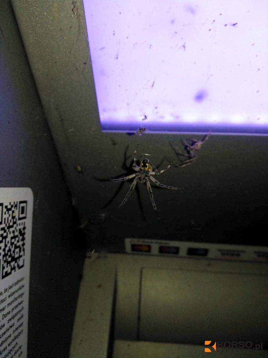 Bankomat, który jest przekleństwem arachnofobików [FOTO, VIDEO] - Zdjęcie główne