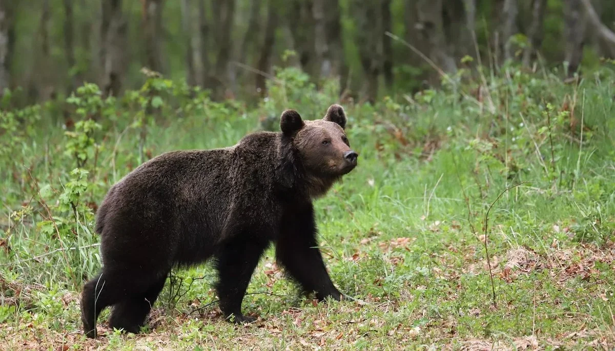 Atak niedźwiedzia w Bieszczadach! Jedna osoba jest ranna - Zdjęcie główne