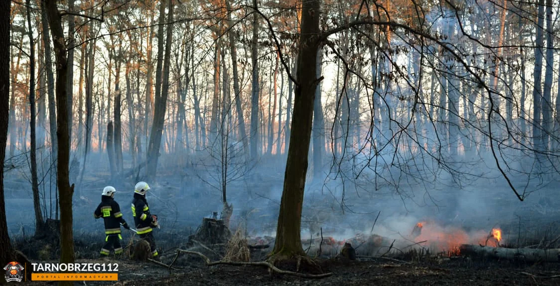15 hektarów traw i lasu spłonęło na Podkarpaciu. Straż pożarna apeluje [ZDJĘCIA] - Zdjęcie główne
