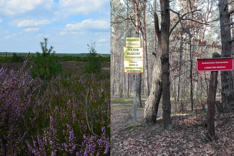 Poligon Dęba/Lipa większy o 89%! Co z obszarem Natura 2000? - Zdjęcie główne