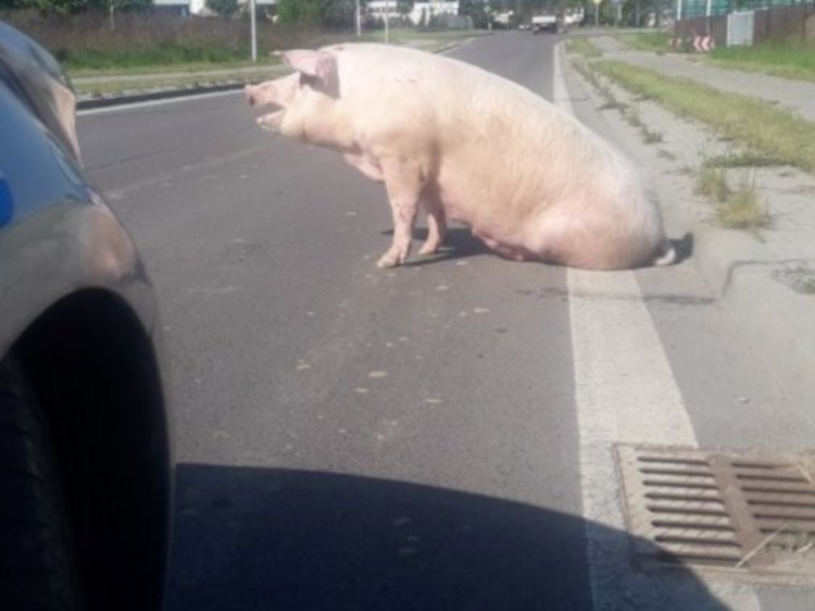 Na środku ulicy leżała ogromna maciora. Świnia uciekła z transportu do ubojni [FOTO] - Zdjęcie główne