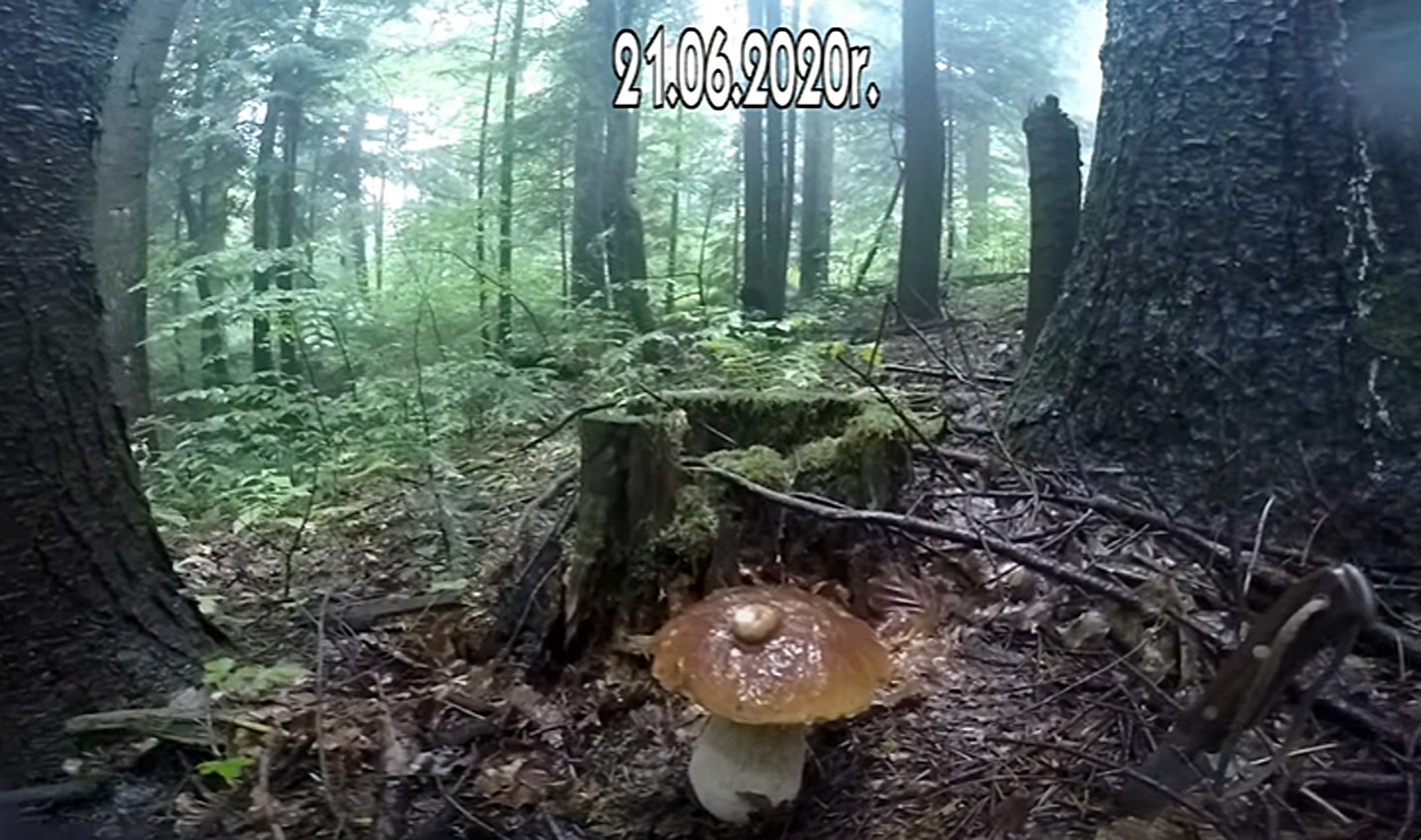 Wysyp grzybów w bieszczadzkich lasach [VIDEO] - Zdjęcie główne