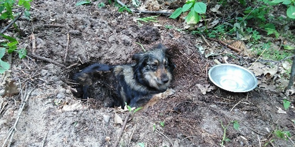 Nowe fakty w sprawie żywcem zakopanego psa [FOTO] - Zdjęcie główne