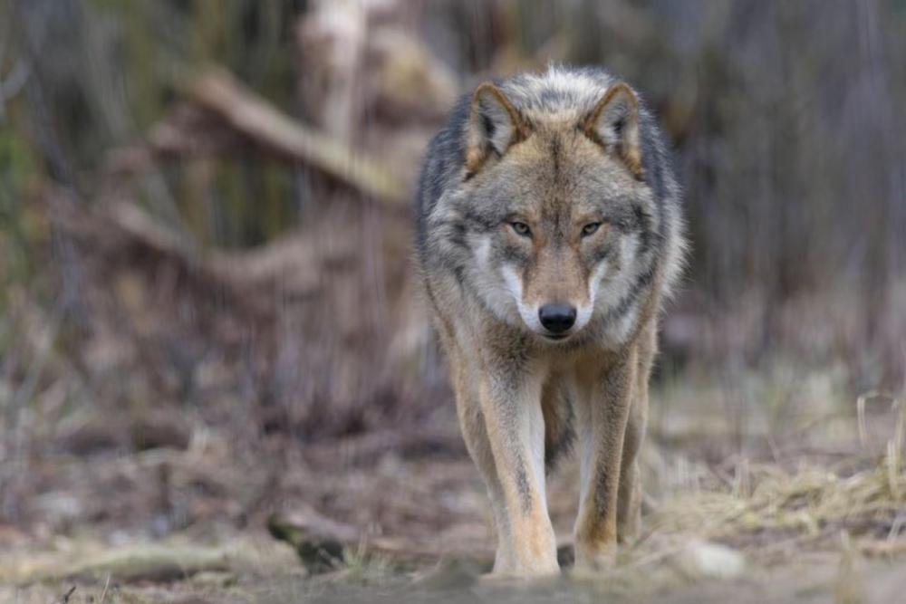 Wilki w Tarnobrzegu? Rozszarpana sarna blisko domów! [ZDJĘCIA] - Zdjęcie główne