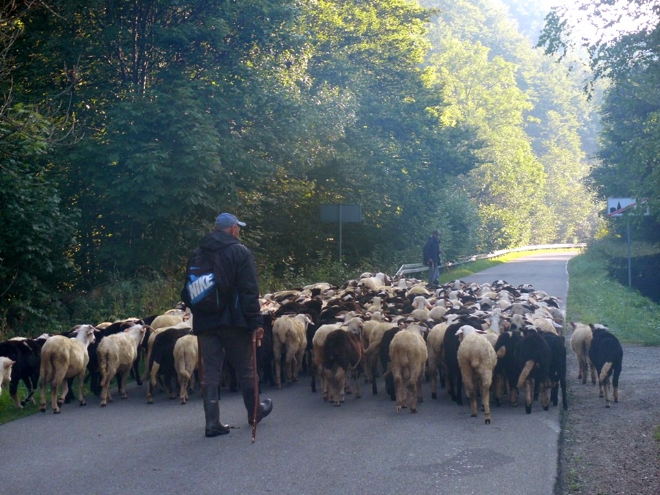 Owieczki z połonin wstrzymały ruch na drogach - Zdjęcie główne