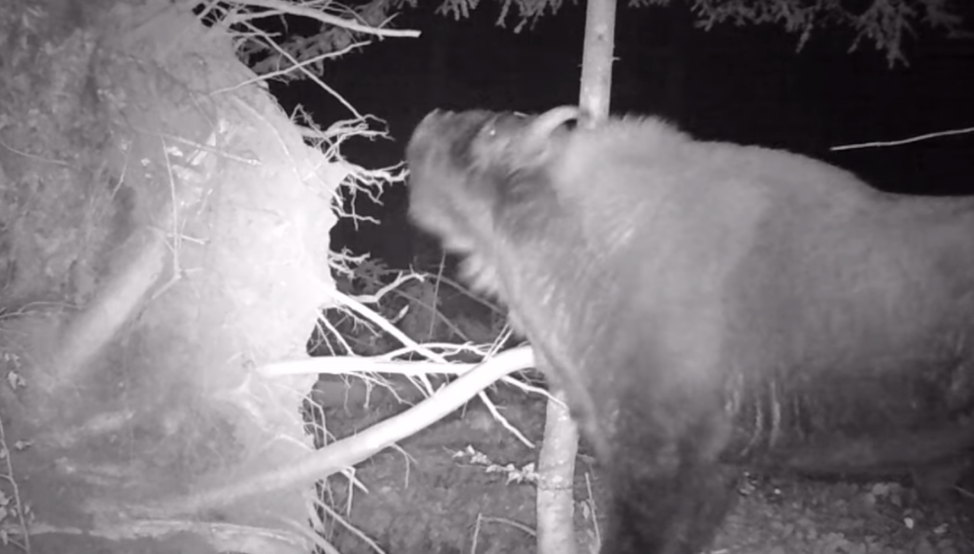 Nocne czochranie żubrów w Bieszczadach [VIDEO] - Zdjęcie główne