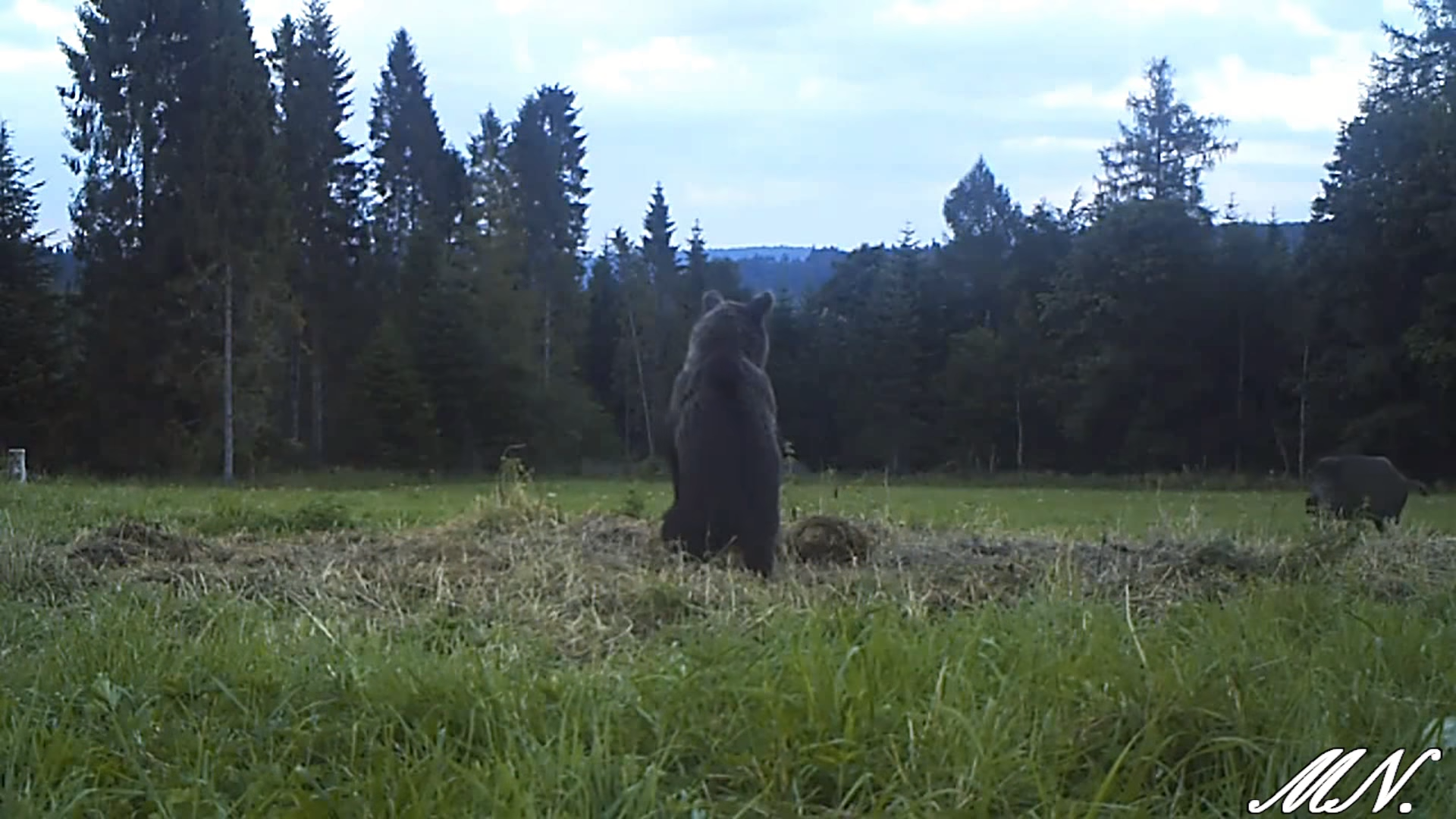 Niedźwiedź i dzik spotykają się w Bieszczadach [FOTO VIDEO] - Zdjęcie główne