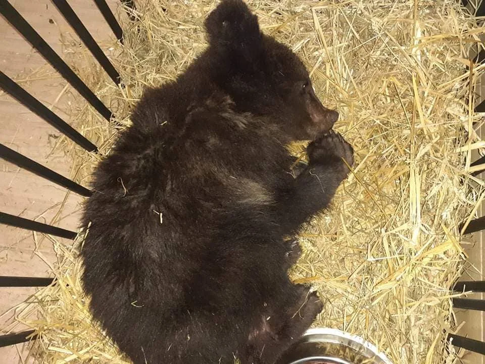 - Chory bieszczadzki niedźwiedź w lesie nie miałby żadnych szans - wskazują specjaliści z ośrodka w Przemyślu. Dyrektor ZOO w Poznaniu: - Zakłócono prawa natury [WIDEO, ZDJĘCIA] - Zdjęcie główne