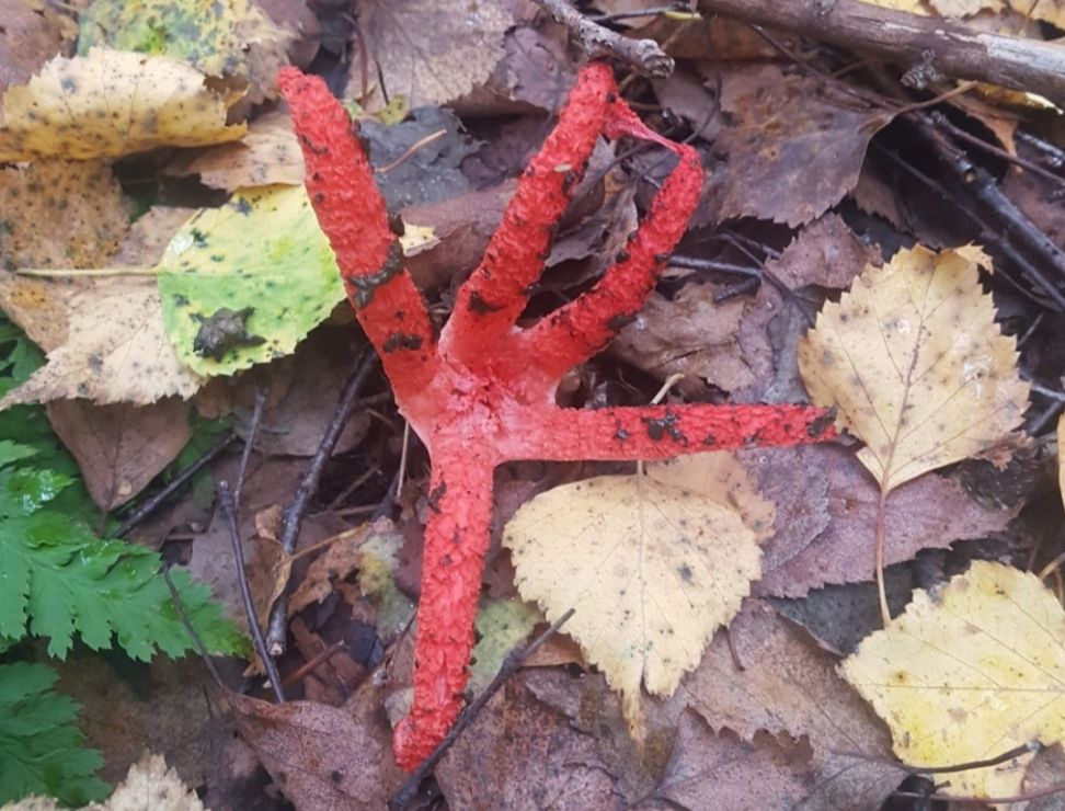 "Palce diabła" znalezione koło Kolbuszowej [FOTO] - Zdjęcie główne