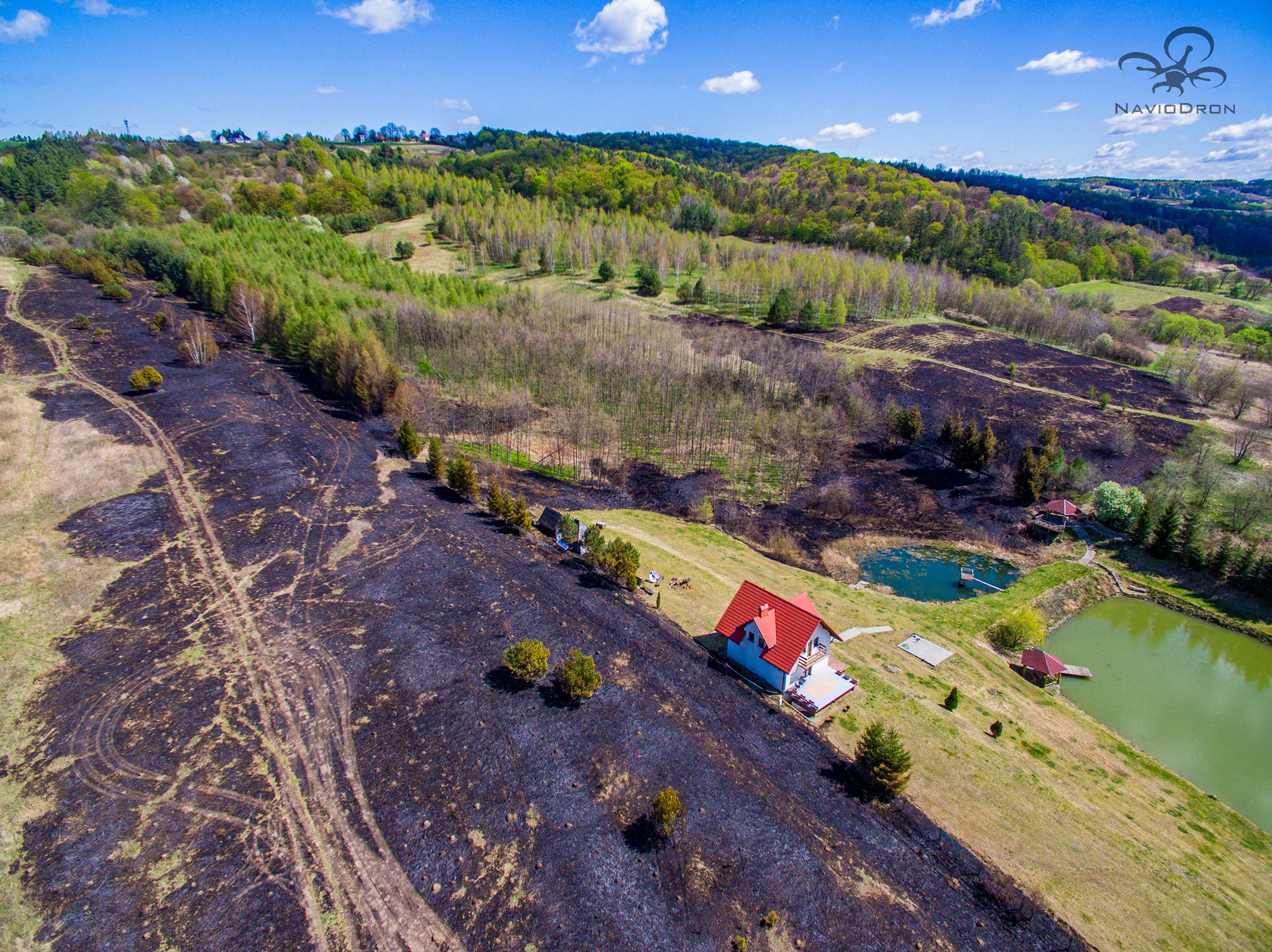 Spłonęło kilka hektarów traw i lasu [FOTO] - Zdjęcie główne