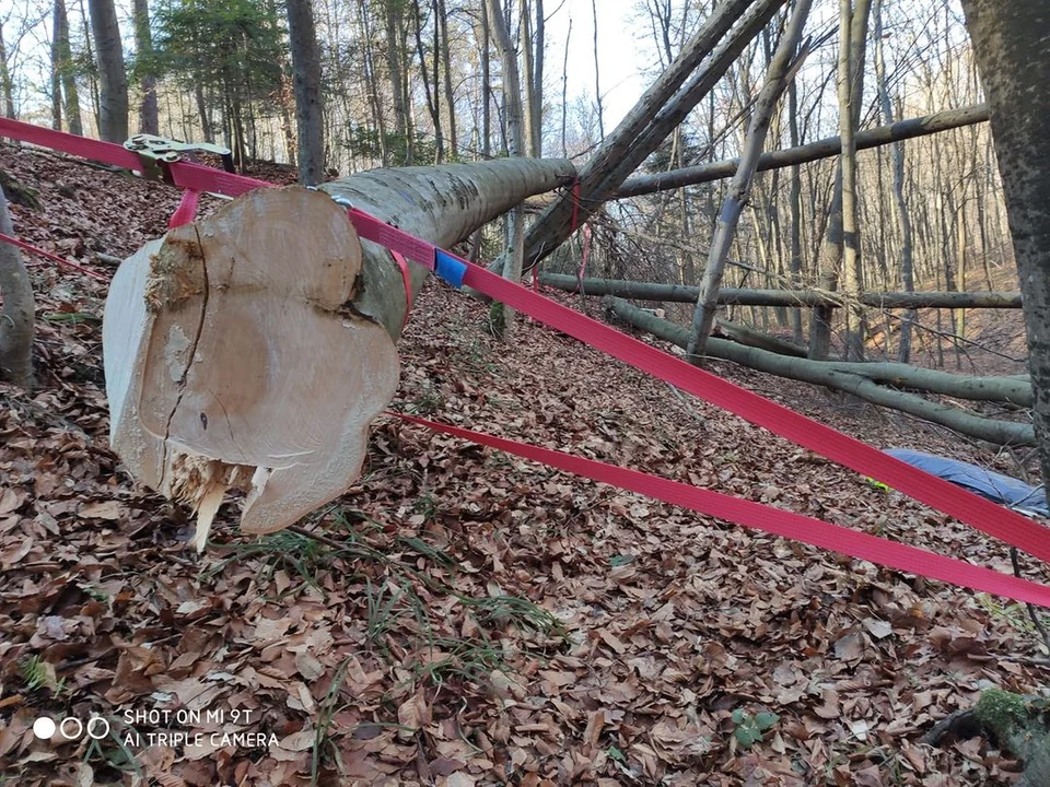 Tragedia podczas wycinki lasu w Bukowej! Jedna osoba nie żyje - Zdjęcie główne