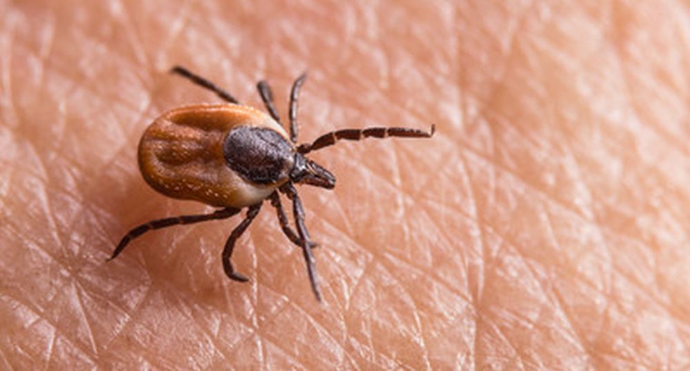 Rusza odkleszczanie i odkomarzenie w Rzeszowie [MIEJSCA WYKONYWANIA OPRYSKÓW] - Zdjęcie główne