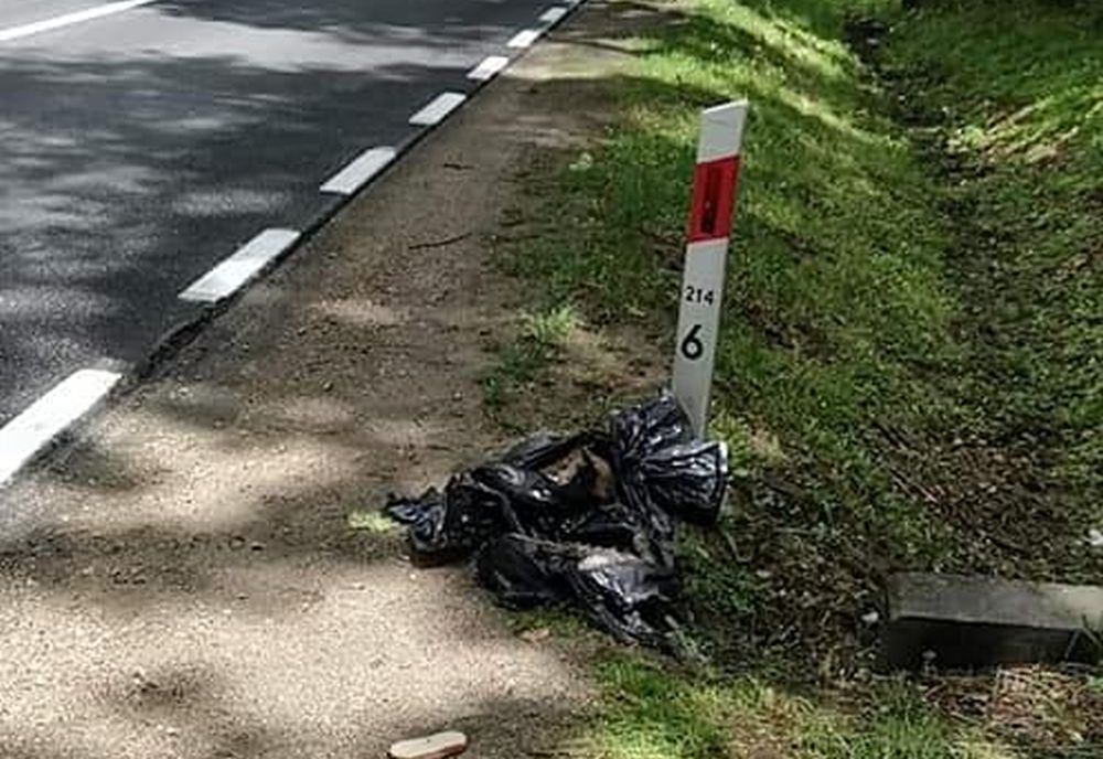 PRZERAŻAJĄCE odkrycie! Dwa zabite szczeniaki w worku przy drodze! [FOTO] - Zdjęcie główne