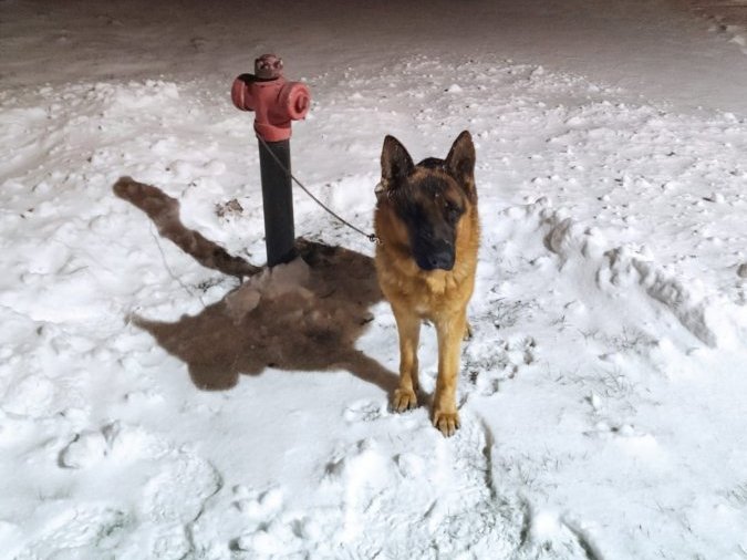 Zostawili przywiązanego do hydrantu psa na pastwę losu  - Zdjęcie główne