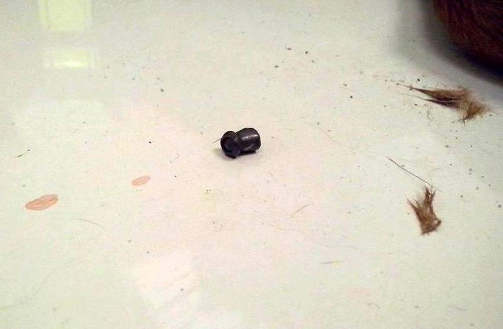 BESTIALSTWO! Miał w ciele śruty i zmiażdżoną miednicę! [AKTUALIZACJA] - Zdjęcie główne