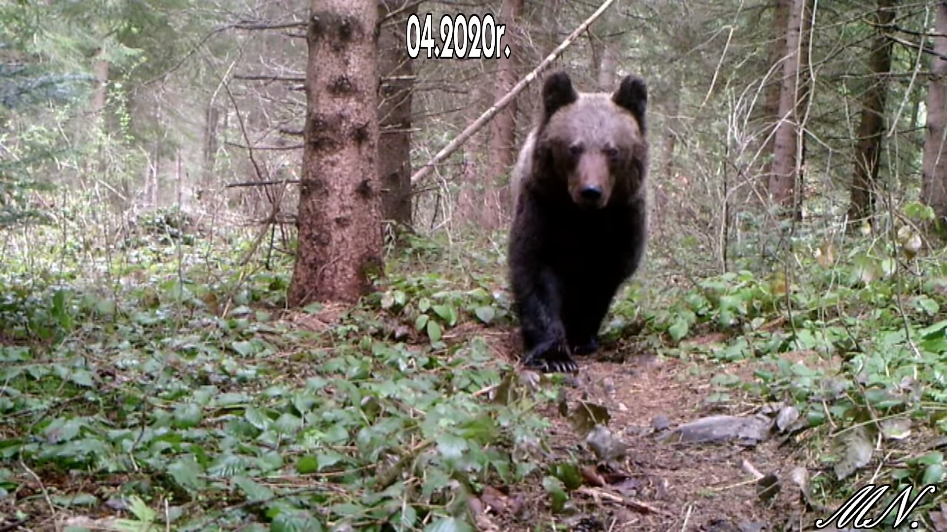 Niedźwiedź, wilk i borsuk nagrane ukrytą kamerą w Bieszczadach [VIDEO] - Zdjęcie główne