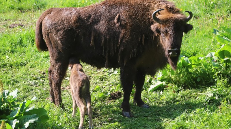 Mały żubr urodził się w zagrodzie w Bieszczadach - Zdjęcie główne