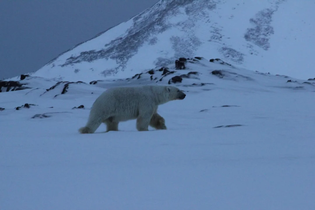 A może tak rzucić wszystko i wyjechać na ...Spitsbergen? Kto wygra najciekawszą rekrutację w kraju? - Zdjęcie główne