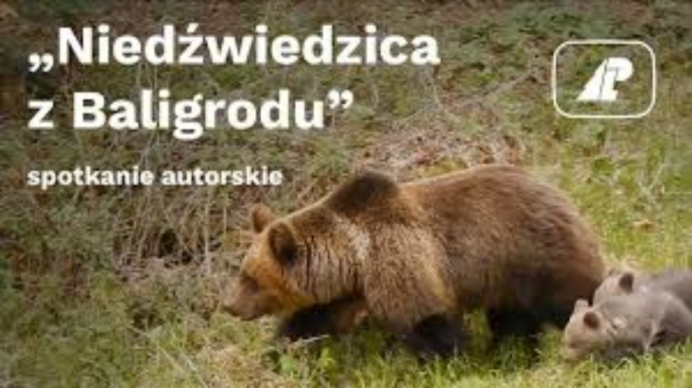 Niedźwiedzica z Baligrodu - spotkanie autorskie [VIDEO] - Zdjęcie główne