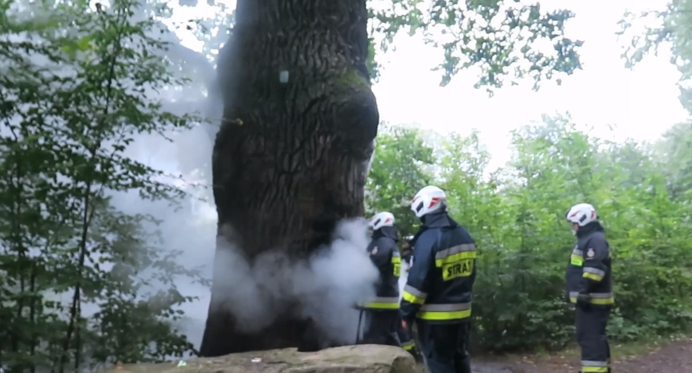 Podkarpacki pomnik przyrody stanął w ogniu! Dąb Wincenty zapłonął [FOTO VIDEO] - Zdjęcie główne