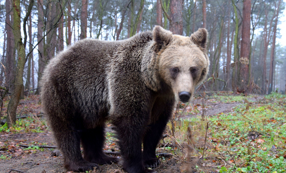 Niedźwiedzica z Bieszczad w poznańskim zoo. Zobacz, co u Cisny [FOTO VIDEO] - Zdjęcie główne