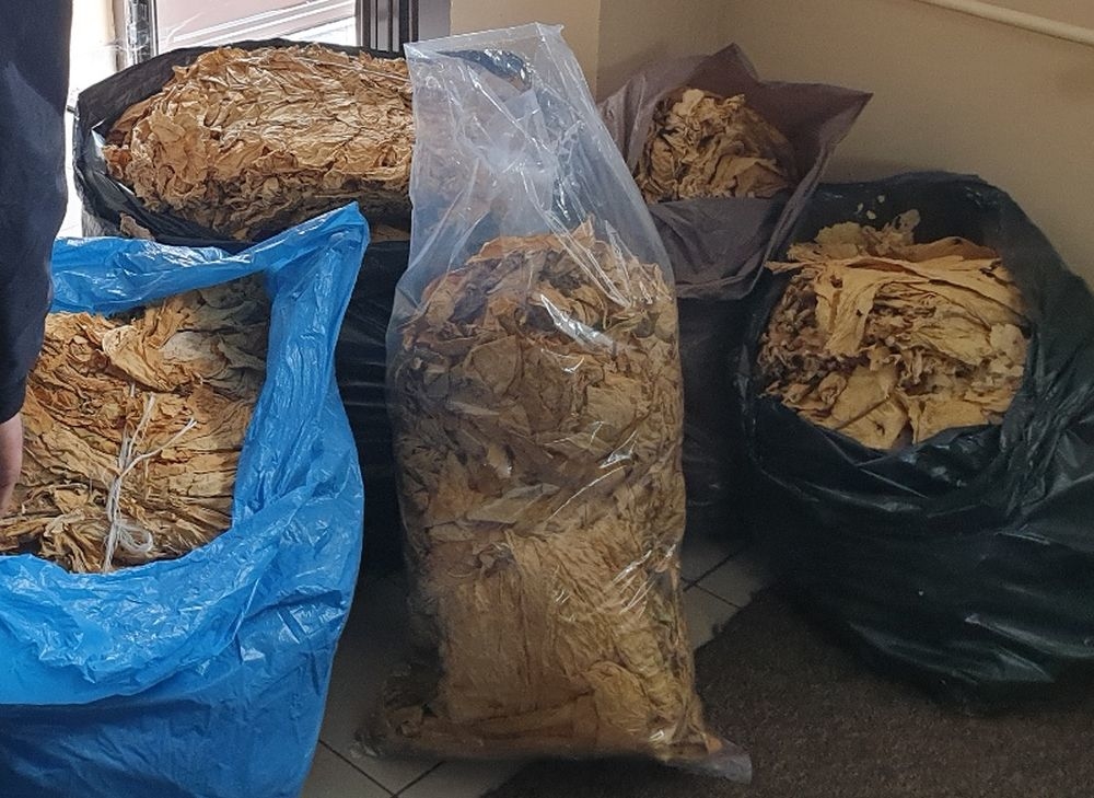 95 kilogramów suszu tytoniowego w jednym z domów w Nisku! - Zdjęcie główne