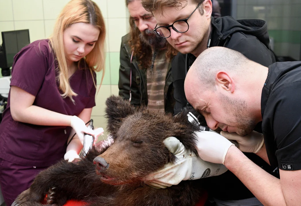 Małego niedźwiadka przed wilkami uratowali leśnicy. Trwa walka o jego życie i zdrowie [WIDEO, ZDJĘCIA] - Zdjęcie główne