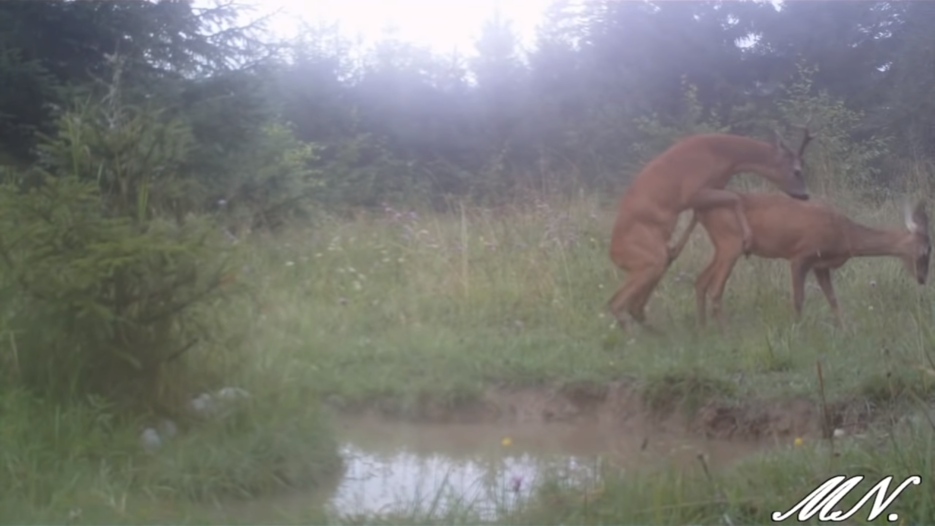 Ruja u bieszczadzkich saren. Leśnikowi udało się nagrać ich gody [VIDEO] - Zdjęcie główne