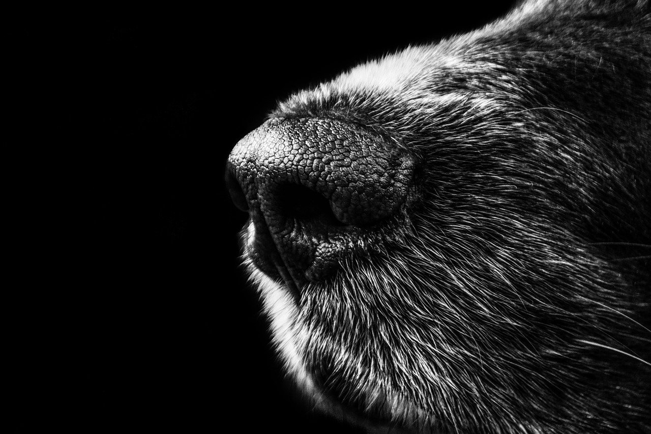 Bestialskie pobicie psa. Nawet 5 lat więzienia za pobicie psa metalowym prętem [AKTUALIZACJA] - Zdjęcie główne