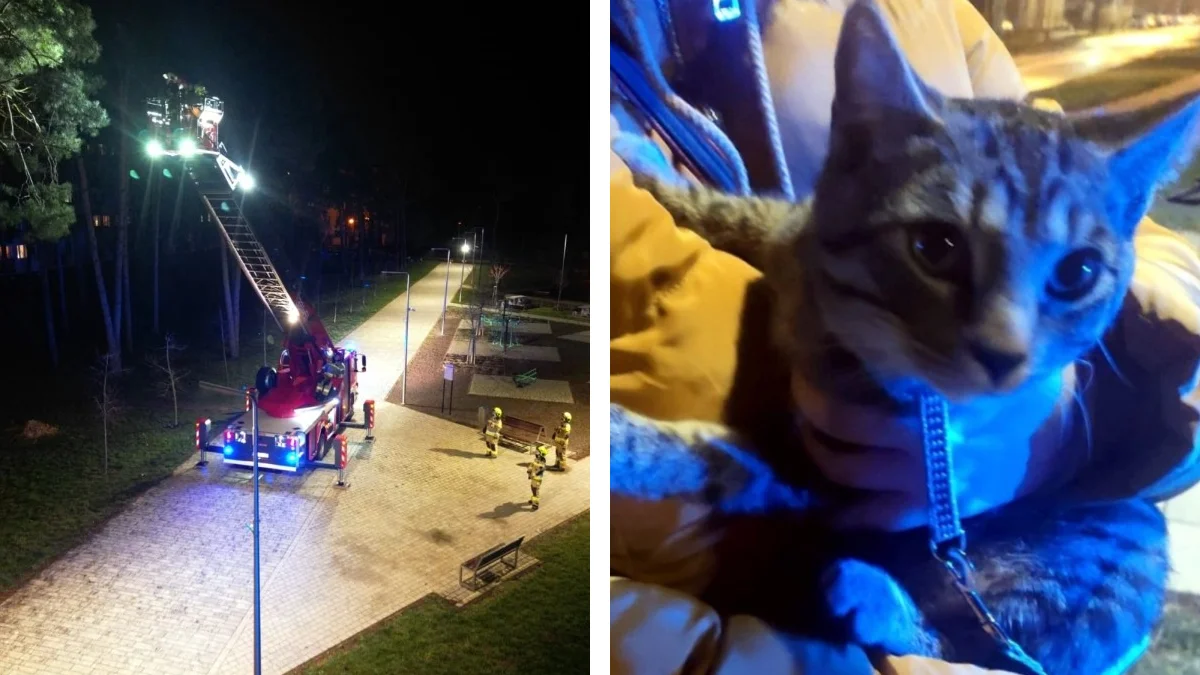 Dwie jednostki straży pożarnej interweniowały w nocy, a to wszystko przez...kota [WIDEO, ZDJĘCIA] - Zdjęcie główne