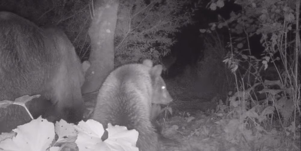 Niedźwiedzie podczas kolacji [VIDEO] - Zdjęcie główne