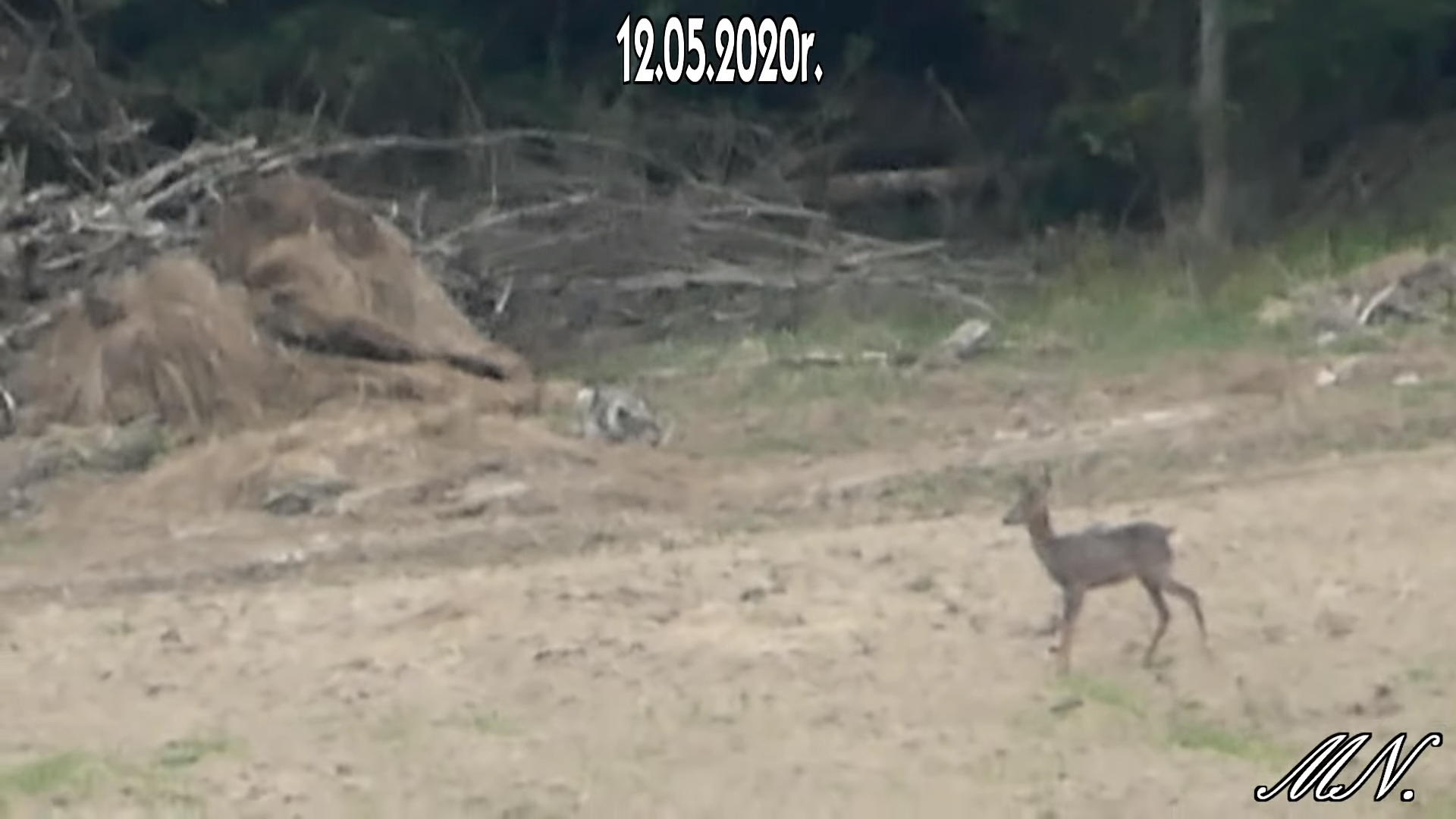 Spotkanie koziołka z wilkiem w Bieszczadach! [VIDEO] - Zdjęcie główne