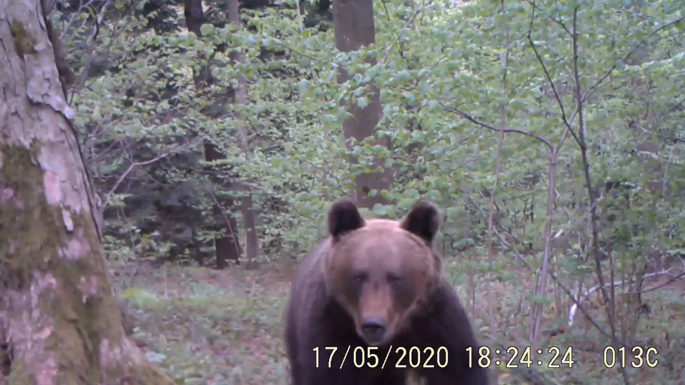 Bliskie spotkanie z niedźwiedziem w Bieszczadach [VIDEO] - Zdjęcie główne