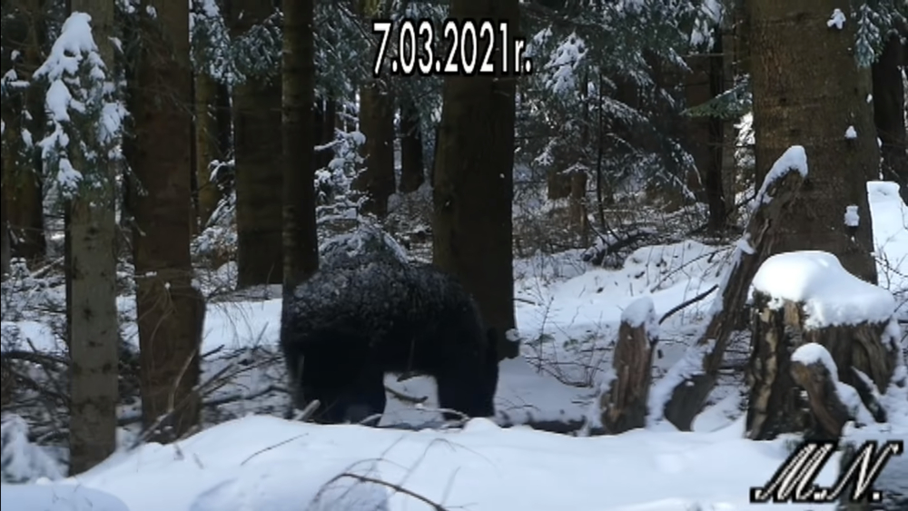 Bieszczadnik spotkał niedźwiedzia w górach. Minął go o krok [WIDEO] - Zdjęcie główne