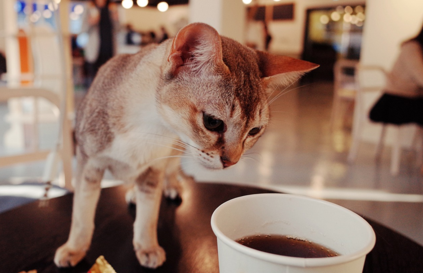 Kawa i ciastko w towarzystwie... kota? Kociowo Cafe w Rzeszowie [VIDEO] - Zdjęcie główne