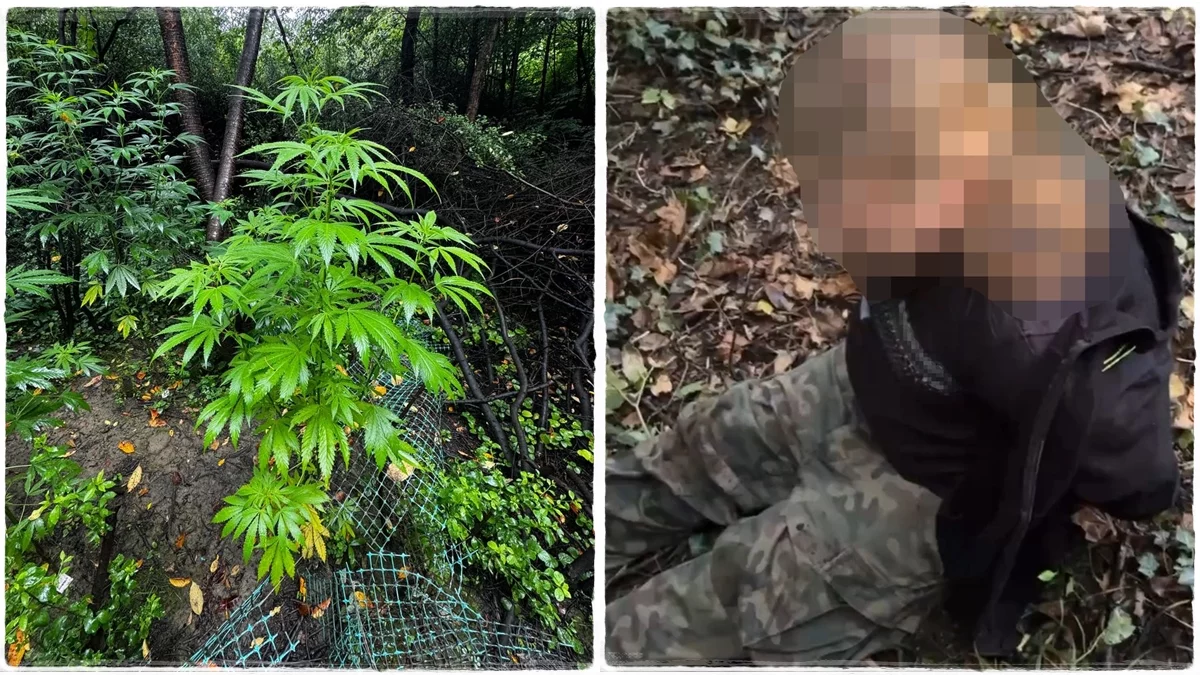 W lasach pod Krosnem i Jasłem odkryto duże plantacje konopi indyjskiej. Ten widok zaskakuje! [ZDJĘCIA, WIDEO] - Zdjęcie główne