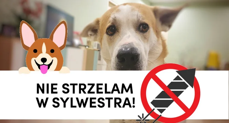 Noc sylwestrowa to dla zwierząt najgorszy czas- cierpią, boją się, niekiedy umierają. O tym problemie rozmawiamy z Matyldą Foltyn z Fundacji Felineus w Rzeszowie - Zdjęcie główne