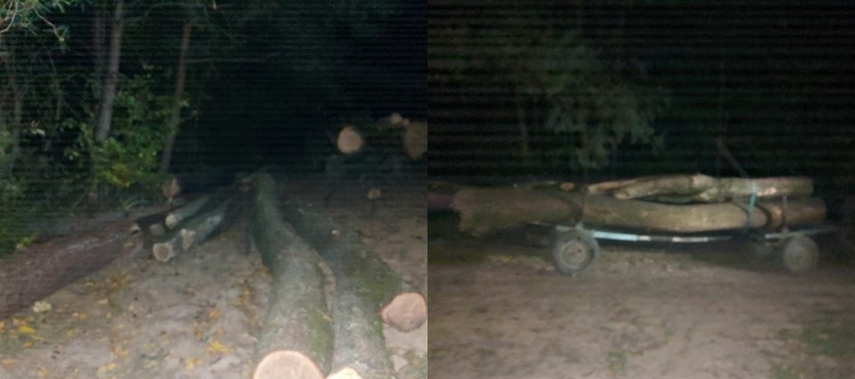 Więzienie za kradzież drewna. 50-latka z Jawornika Polskiego złapano na gorącym uczynku  - Zdjęcie główne
