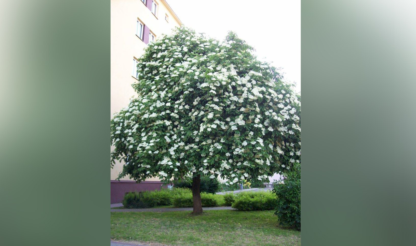 Czy drzewo z Rzeszowa będzie Europejskim Drzewem Roku? - Zdjęcie główne